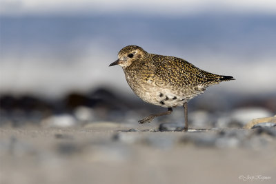 Goudplevier/European golden plover