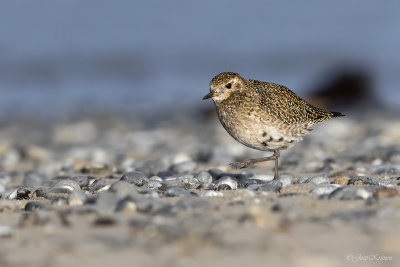 Goudplevier/European golden plover