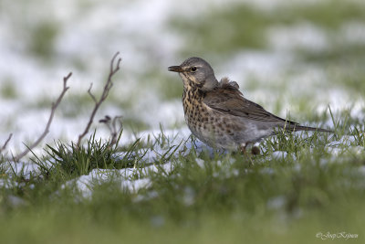 Kramsvogel/Fieldfare