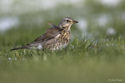Kramsvogel/Fieldfare