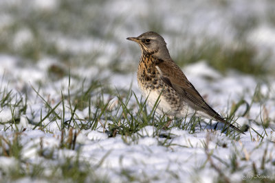 Kramsvogel/Fieldfare
