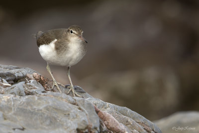 Amerikaanse oeverloper/Spotted sandpiper