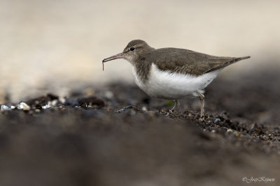 Amerikaanse oeverloper/Spotted sandpiper