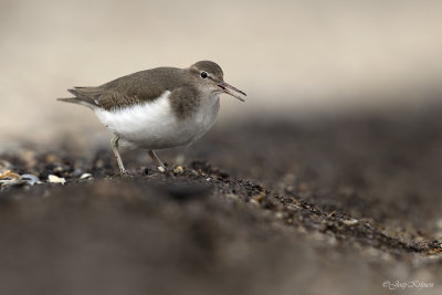 Amerikaanse oeverloper/Spotted sandpiper
