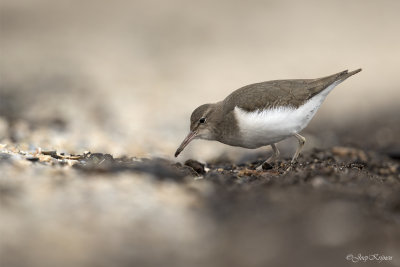 Amerikaanse oeverloper/Spotted sandpiper