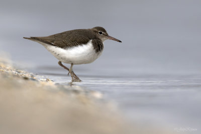 Amerikaanse oeverloper/Spotted sandpiper