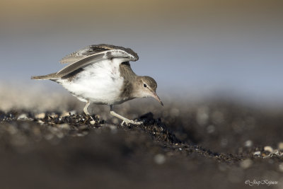 Amerikaanse oeverloper/Spotted sandpiper