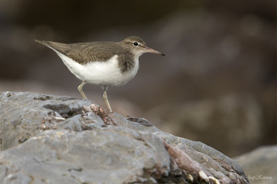 Amerikaanse oeverloper/Spotted sandpiper