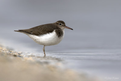 Amerikaanse oeverloper/Spotted sandpiper