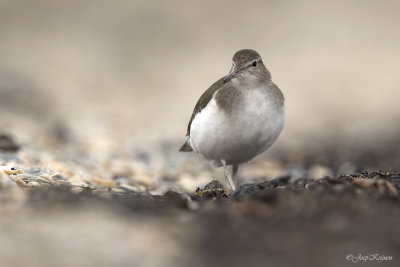 Amerikaanse oeverloper/Spotted sandpiper