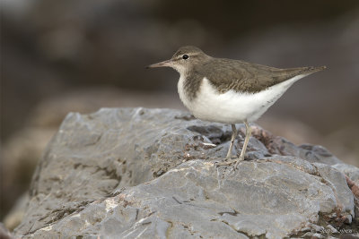 Amerikaanse oeverloper/Spotted sandpiper