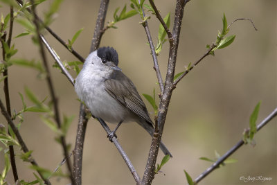Zwartkop/Blackcap