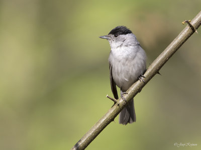 Zwartkop/Blackcap