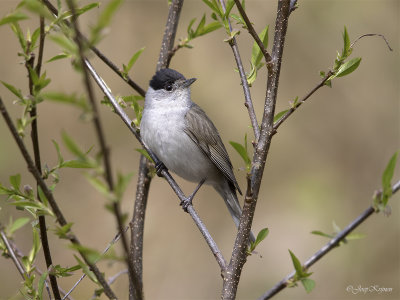 Zwartkop/Blackcap