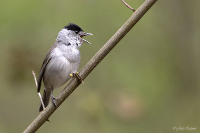 Zwartkop/Blackcap
