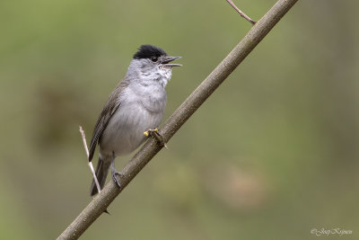 Zwartkop/Blackcap