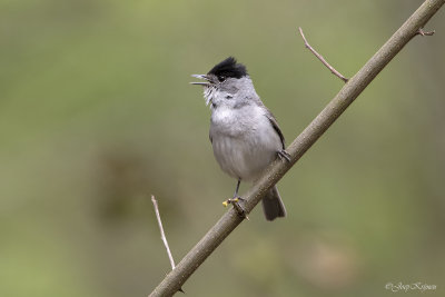 Zwartkop/Blackcap
