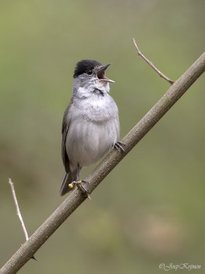 Zwartkop/Blackcap