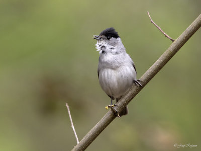 Zwartkop/Blackcap