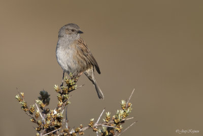 Heggenmus/Dunnock
