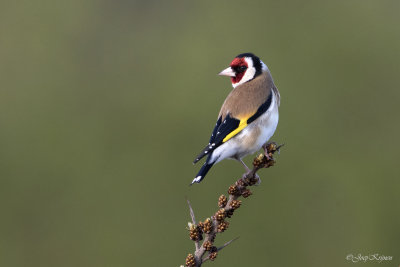 Putter/Goldfinch