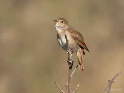 Nachtegaal/Common nightingale