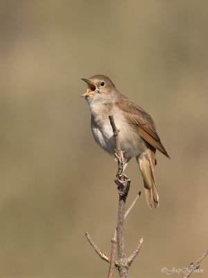 Nachtegaal/Common nightingale