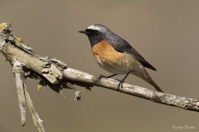 Gekraagde roodstaart/Redstart