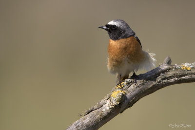 Gekraagde roodstaart/Redstart