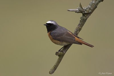 Gekraagde roodstaart/Redstart