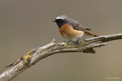 Gekraagde roodstaart/Redstart