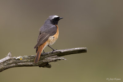 Gekraagde roodstaart/Redstart
