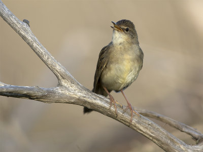 Sprinkhaanzanger/Grasshopper warbler
