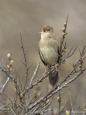 Sprinkhaanzanger/Grasshopper warbler