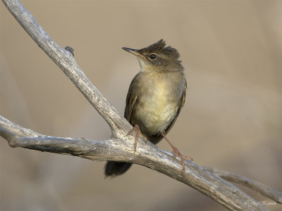 Sprinkhaanzanger/Grasshopper warbler