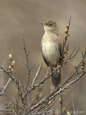 Sprinkhaanzanger/Grasshopper warbler