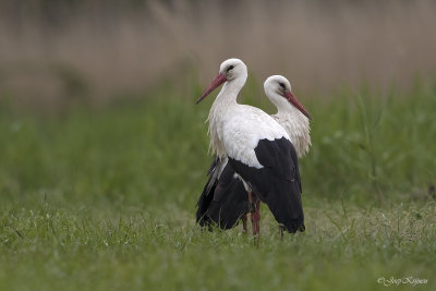 Ooievaar/White stork