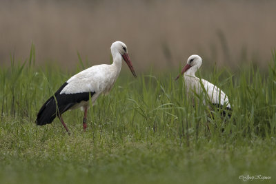 Ooievaar/White stork