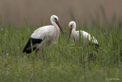 Ooievaar/White stork