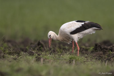 Ooievaar/White stork