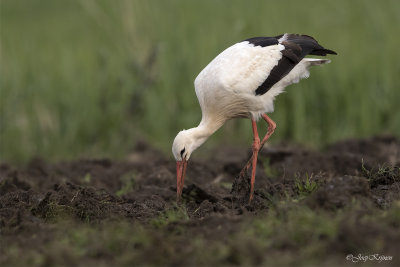 Ooievaar/White stork