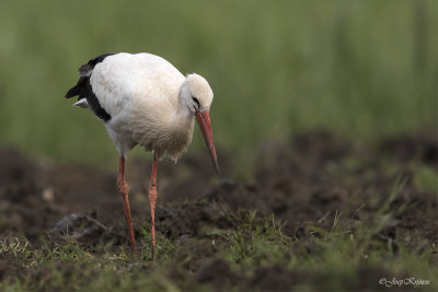 Ooievaar/White stork