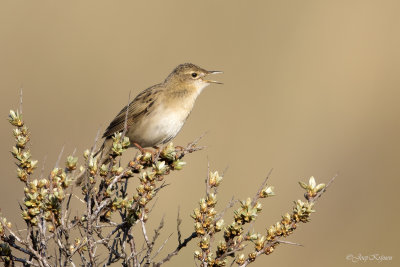 Sprinkhaanzanger/Grasshopper warbler