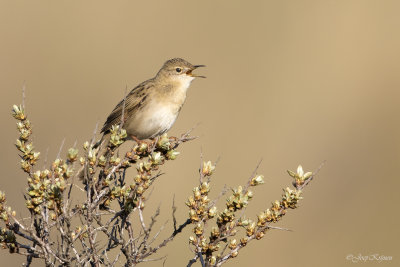 Sprinkhaanzanger/Grasshopper warbler