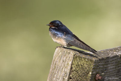 Boerenzwaluw/Swallow