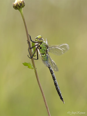 Grote keizerlibel/Anax imperator ♂