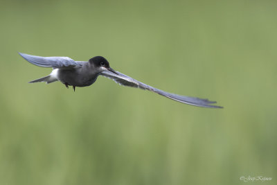 Zwarte stern/Black tern