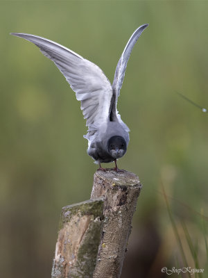 Zwarte stern/Black tern