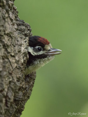 Grote bonte specht/Great spotted woodpecker