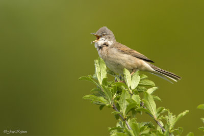 Grasmus/Whitethroat